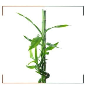 bamboo