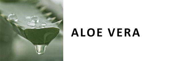 aloe vera